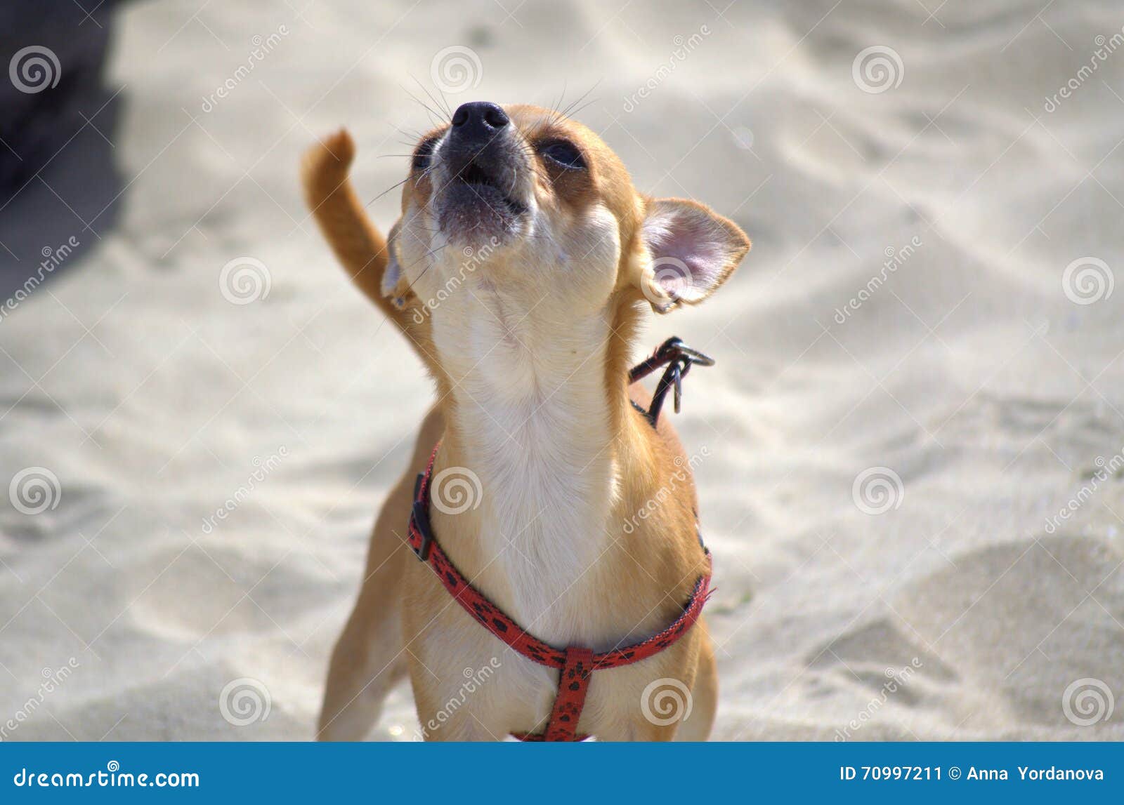 Chihuahua dog barking stock image. Image of canine, doggy 70997211
