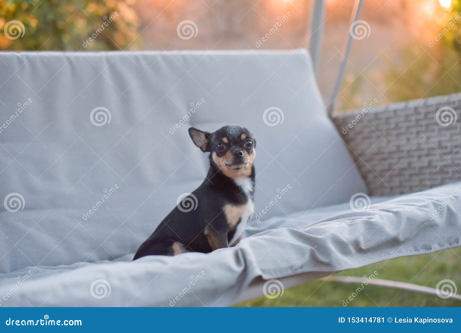 Chihuahua Dog Chihuahua Sits On A Swing Tricolor Dog Black And