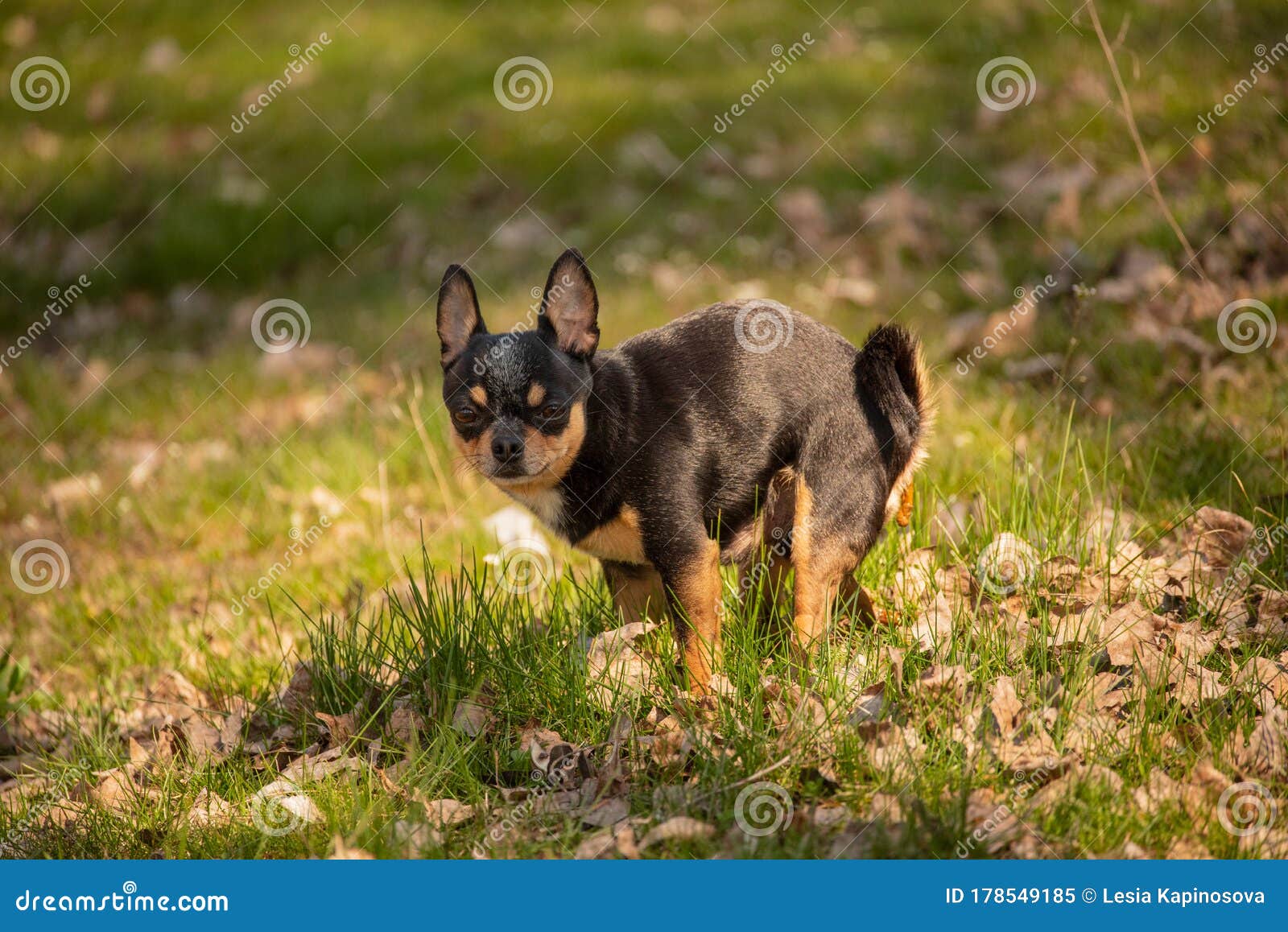 chihuahua dog defecated in field of grass