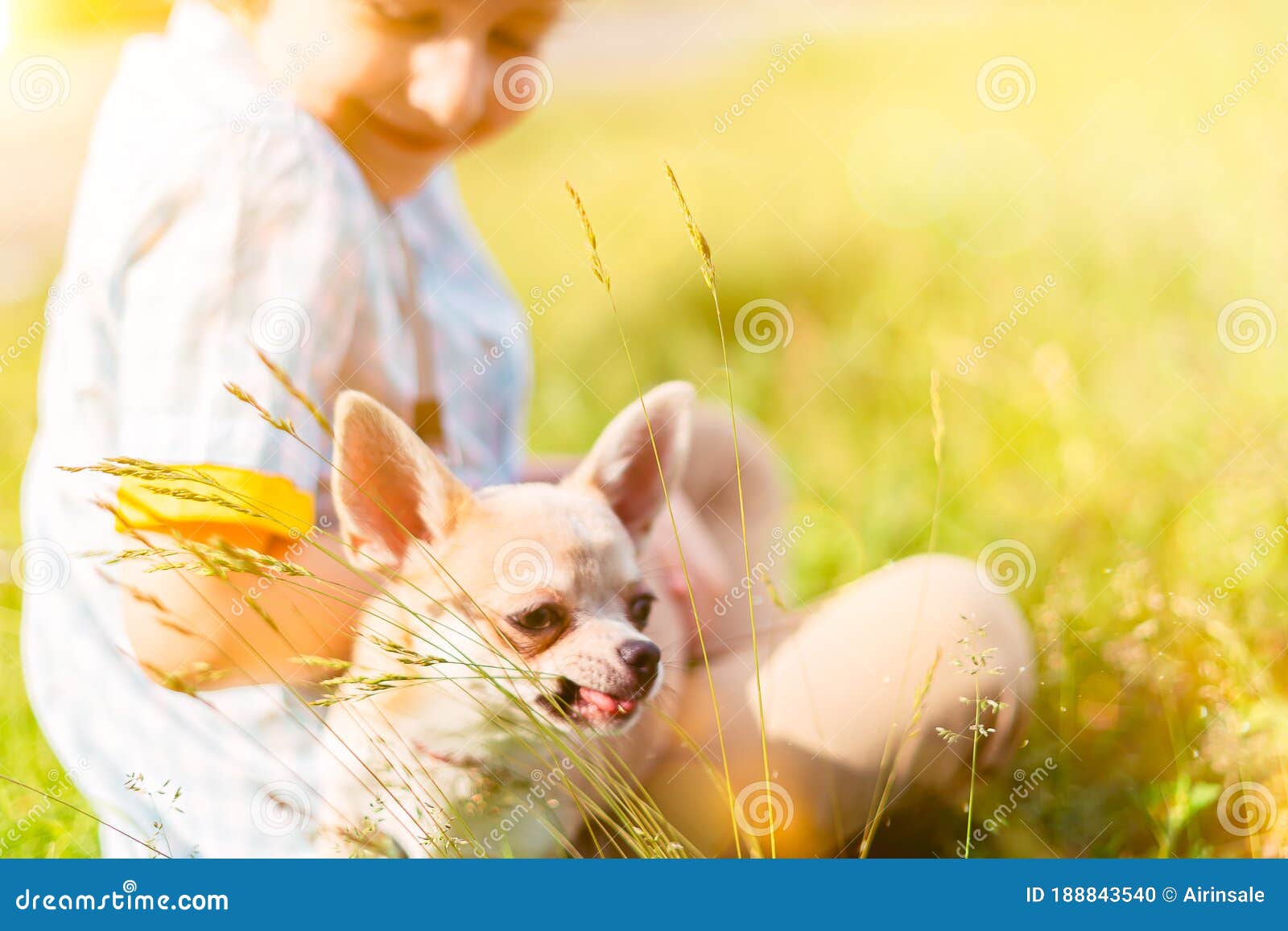 chihuahua eating grass