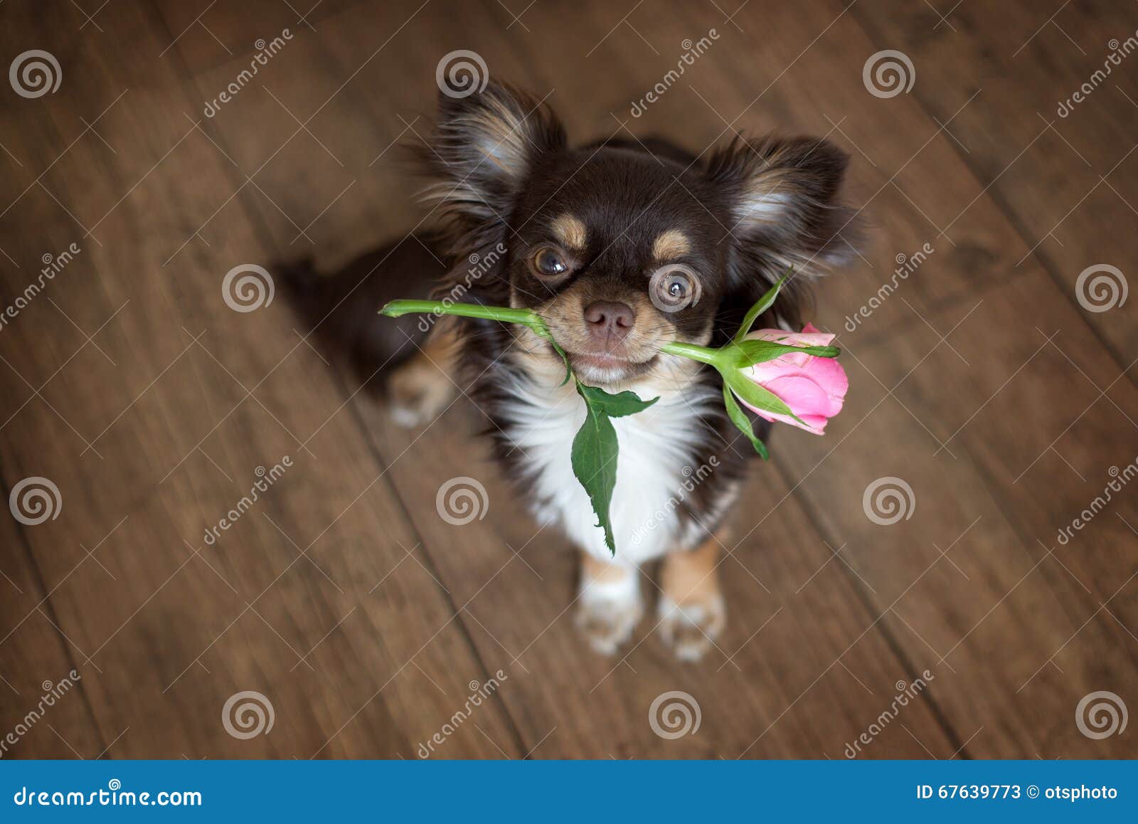 Chihuahua Dog Holding Flower Photos Free Royalty Free Stock Photos From Dreamstime Chihuahua Dog Holding Flower Photos Free Royalty Free Stock Photos From Dreamstime