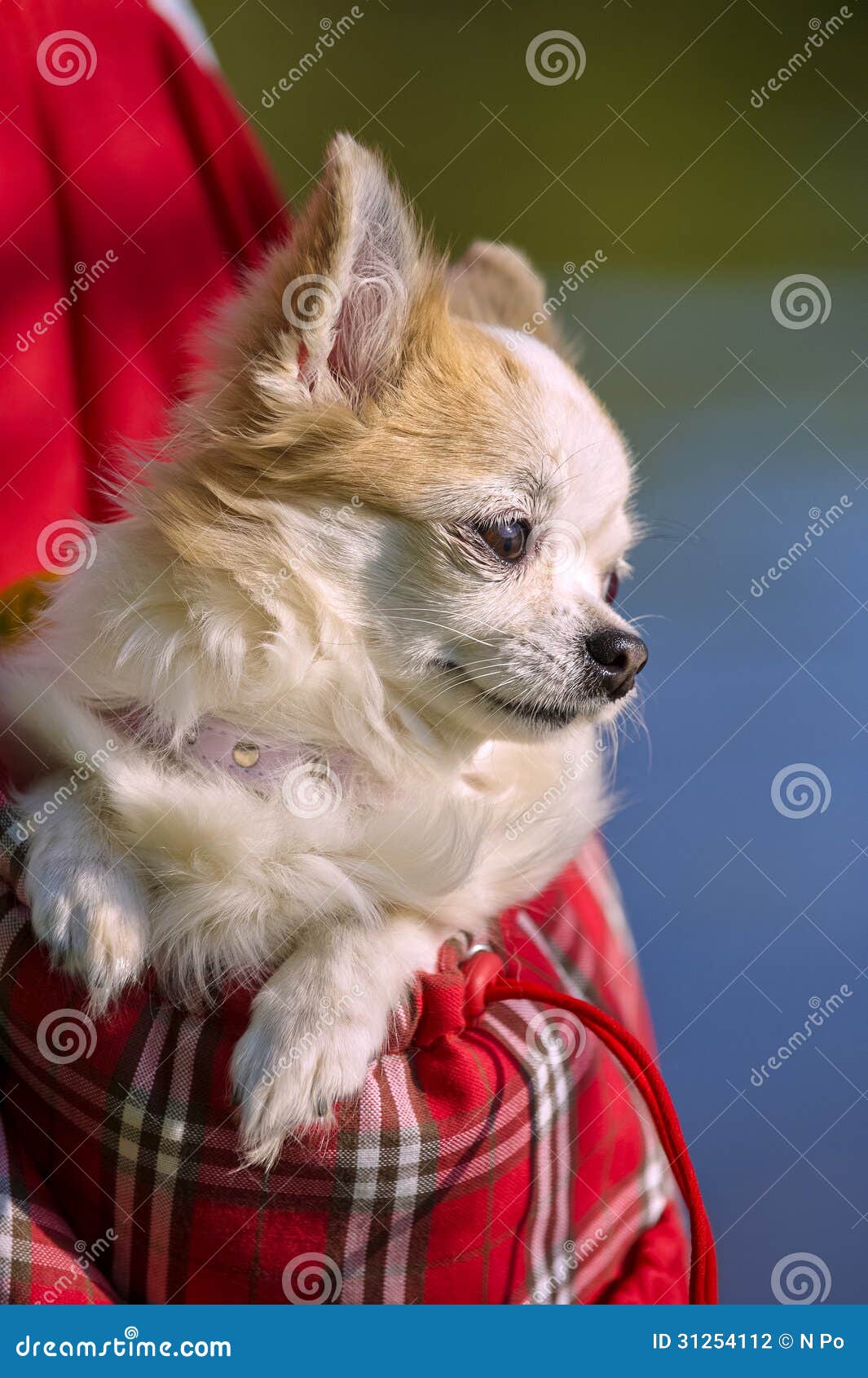 Chihuahua Dog Handbag Stock Illustrations – 23 Chihuahua Dog Handbag Stock  Illustrations, Vectors & Clipart - Dreamstime