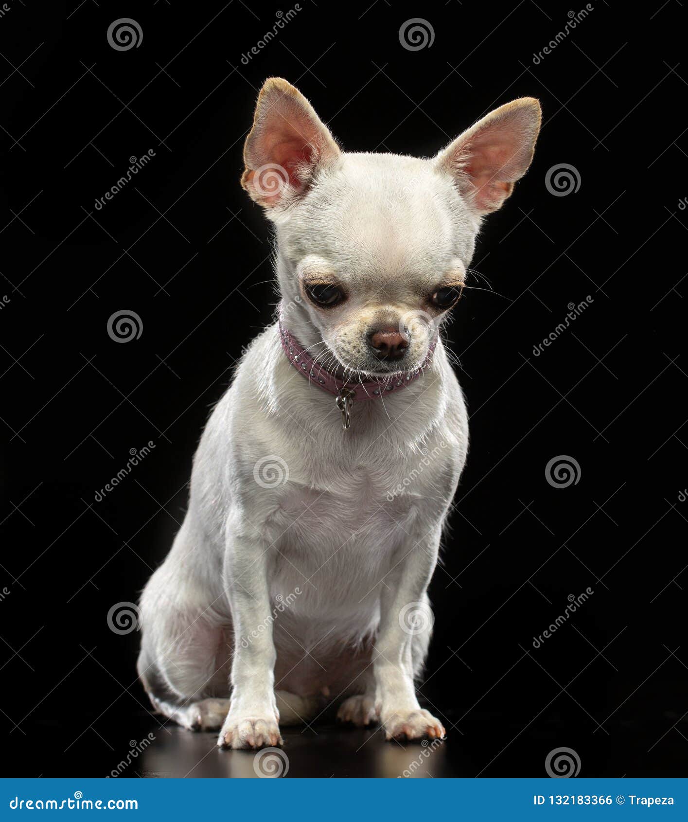 Droll Black Chihuahua Smiling l2sanpiero