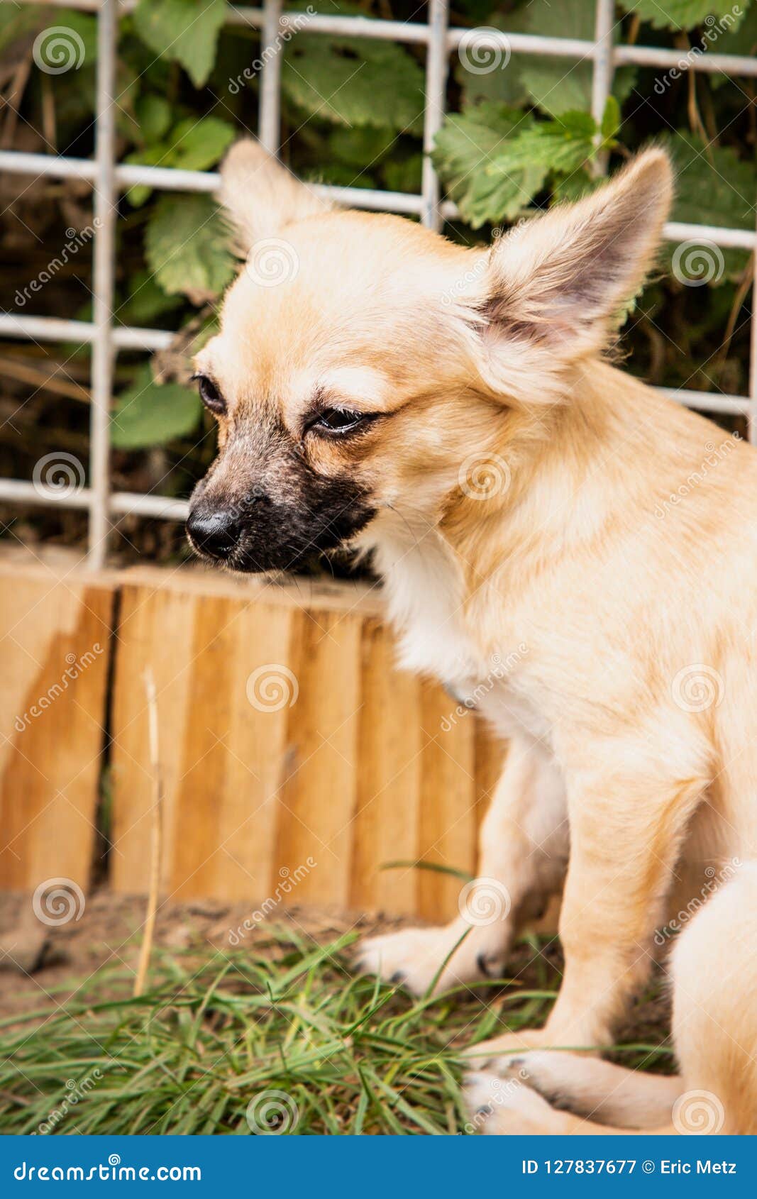 Chihuahua Dog Living in Belgium Stock Image - Image of devoted, player:  127837677