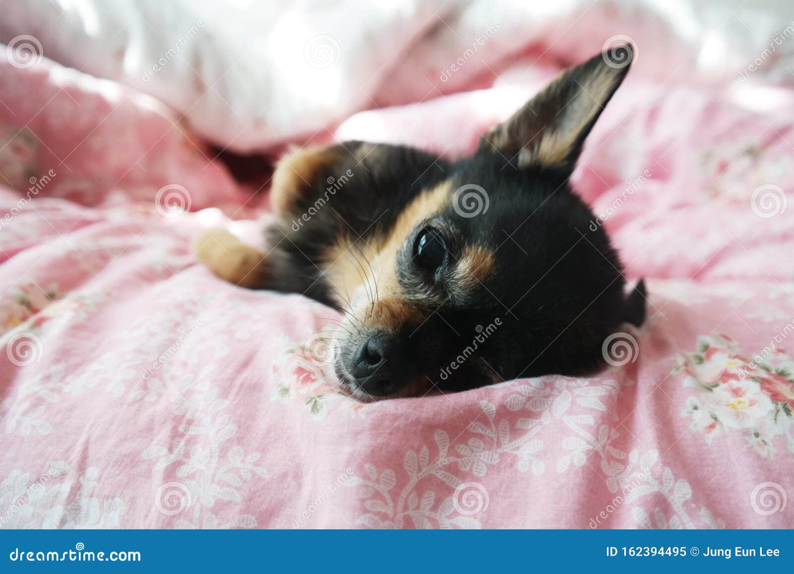 Chihuahua lazy 2025