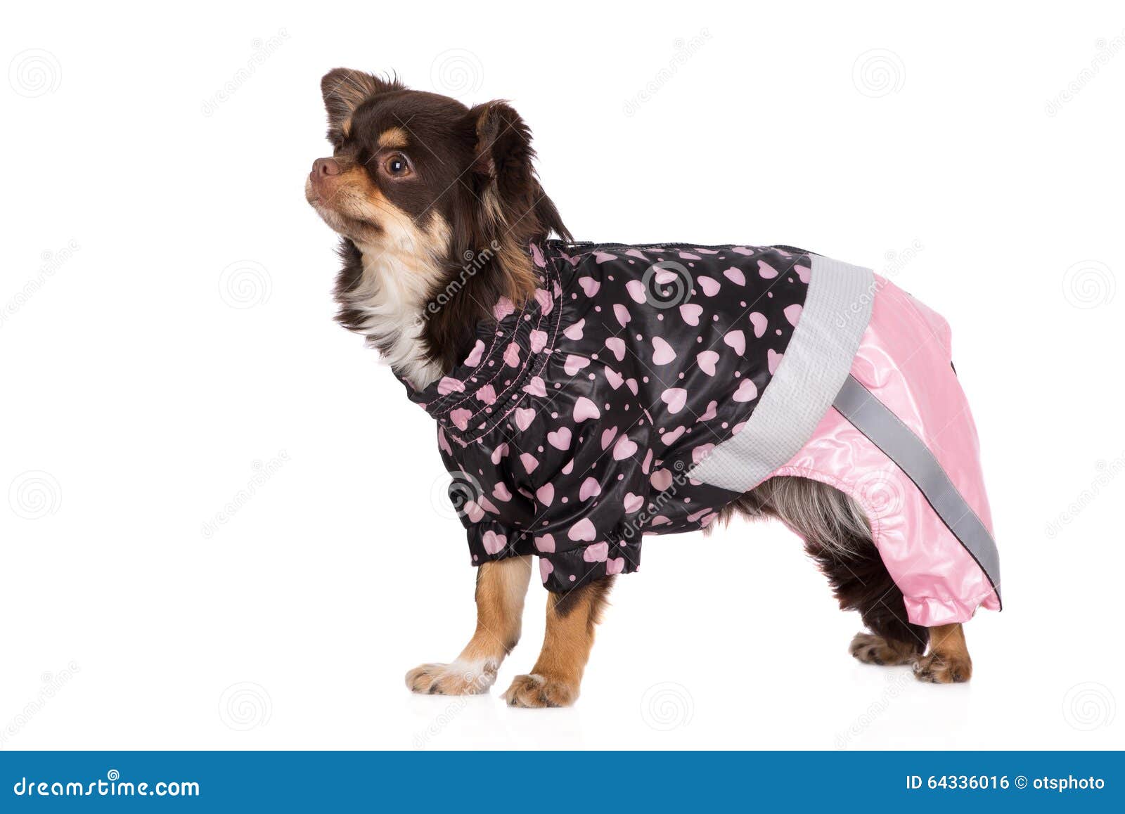 Chihuahua Dog in a Raincoat Stock Photo - Image of purebred, dressed
