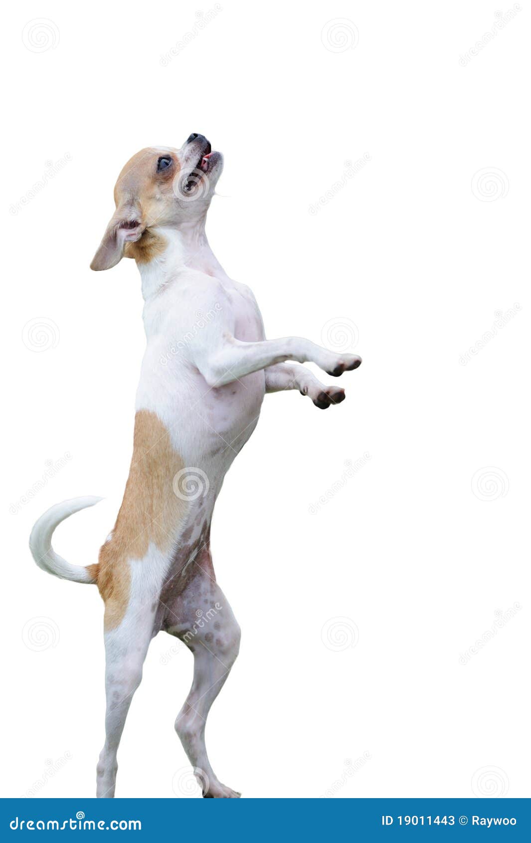 Chihuahua dog standing stock image. Image of breed