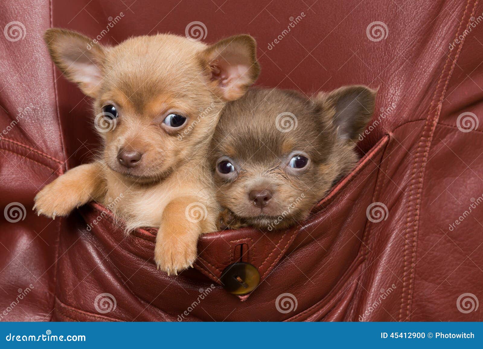 Chihuahua Dogs in a Coat Pocket Stock Photo - Image of adorable ...