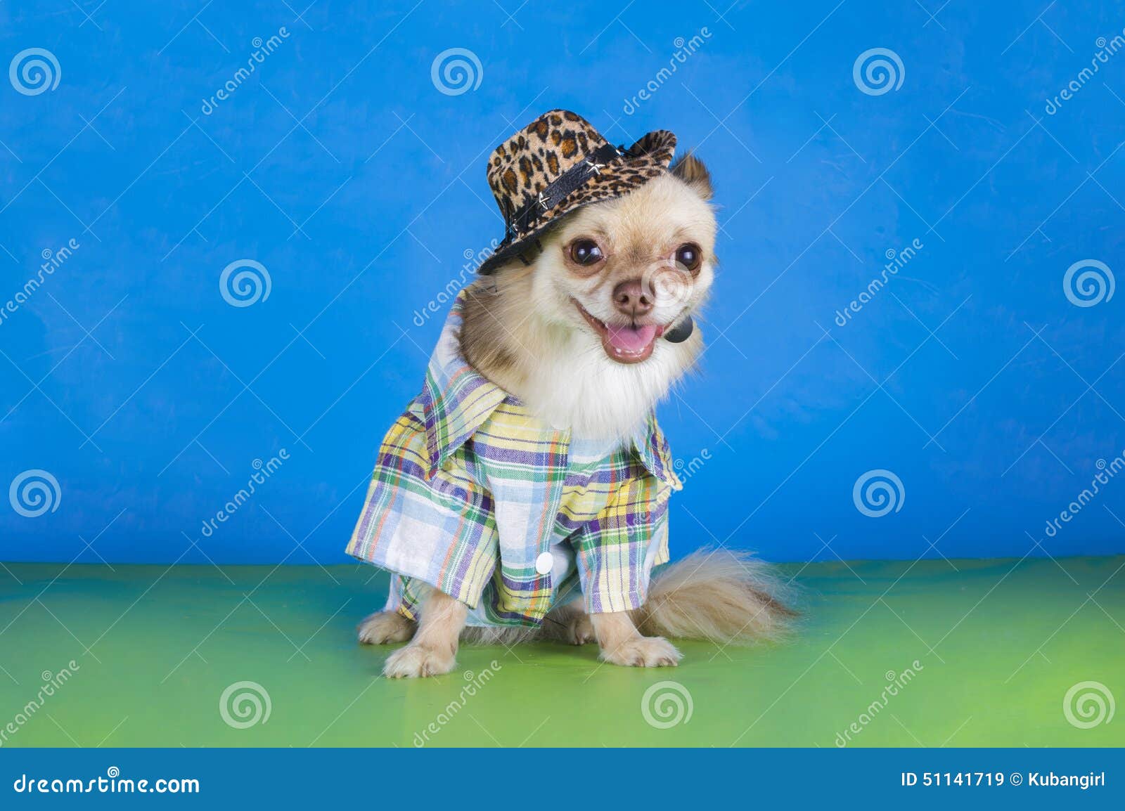 chihuahua with cowboy hat