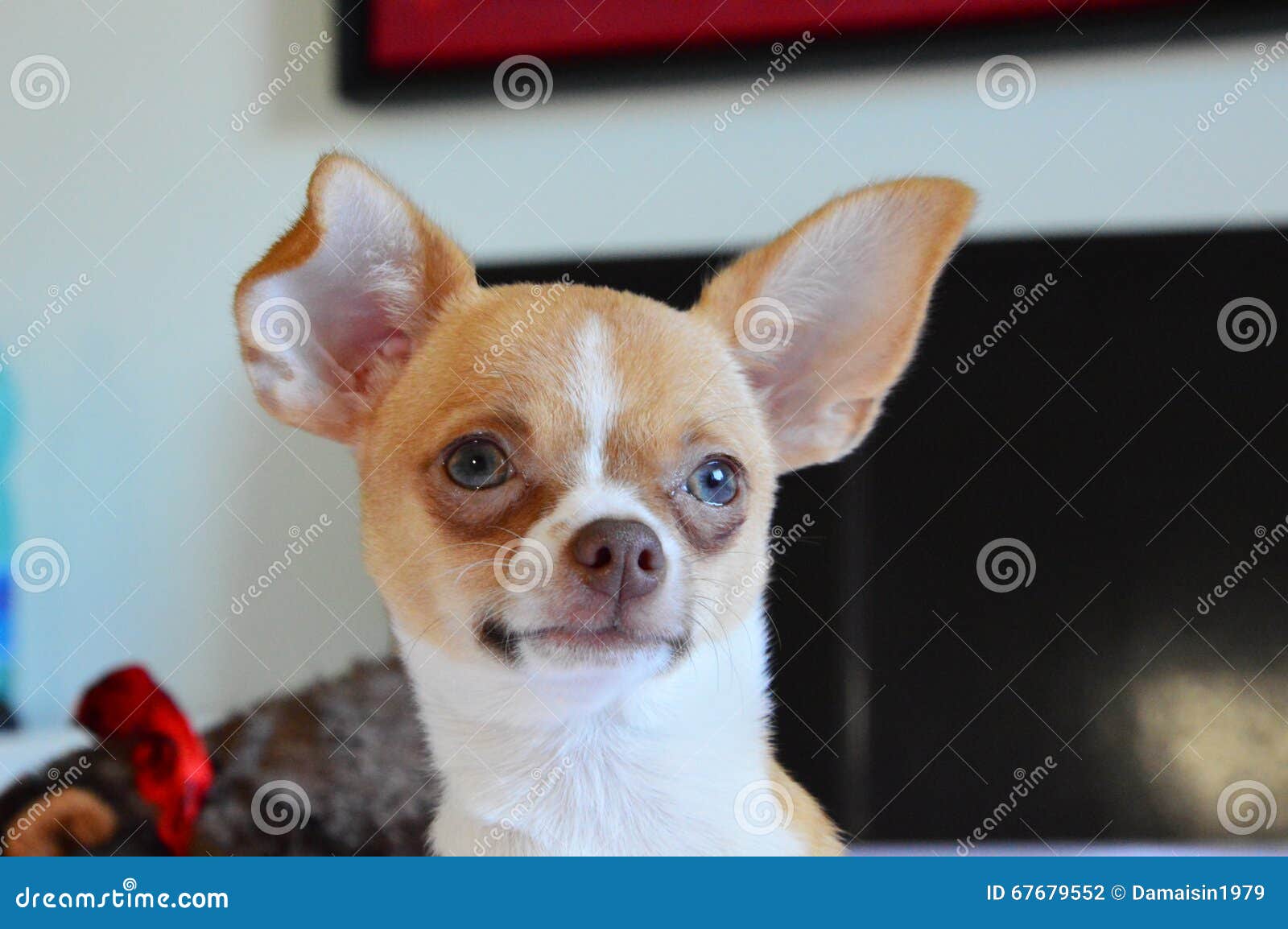 Chihuahua Dulce De Ojos Azules Foto de archivo Imagen de retrato