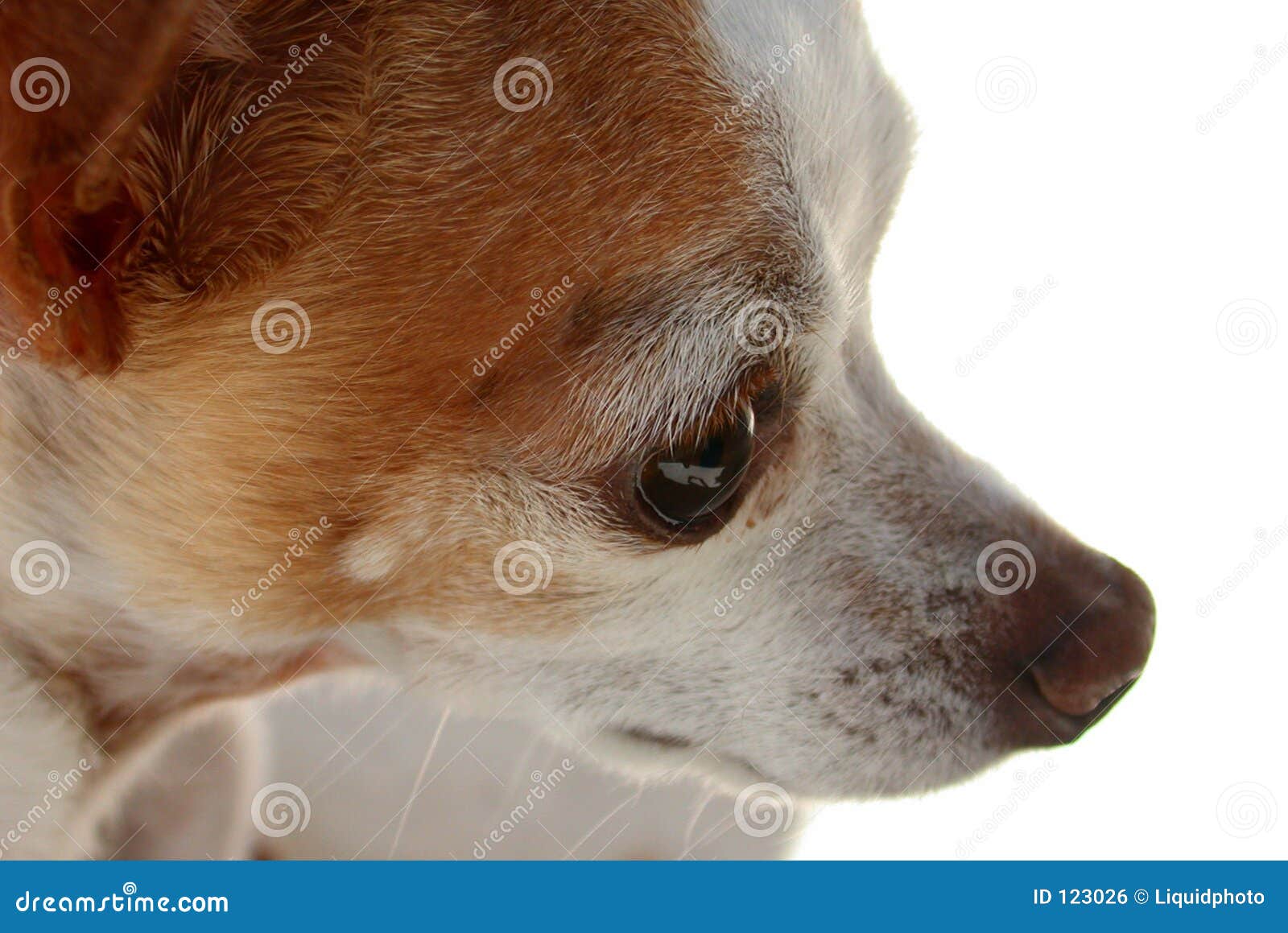 Chihuahua Eye stock photo. Image of alert, puppy, love 123026