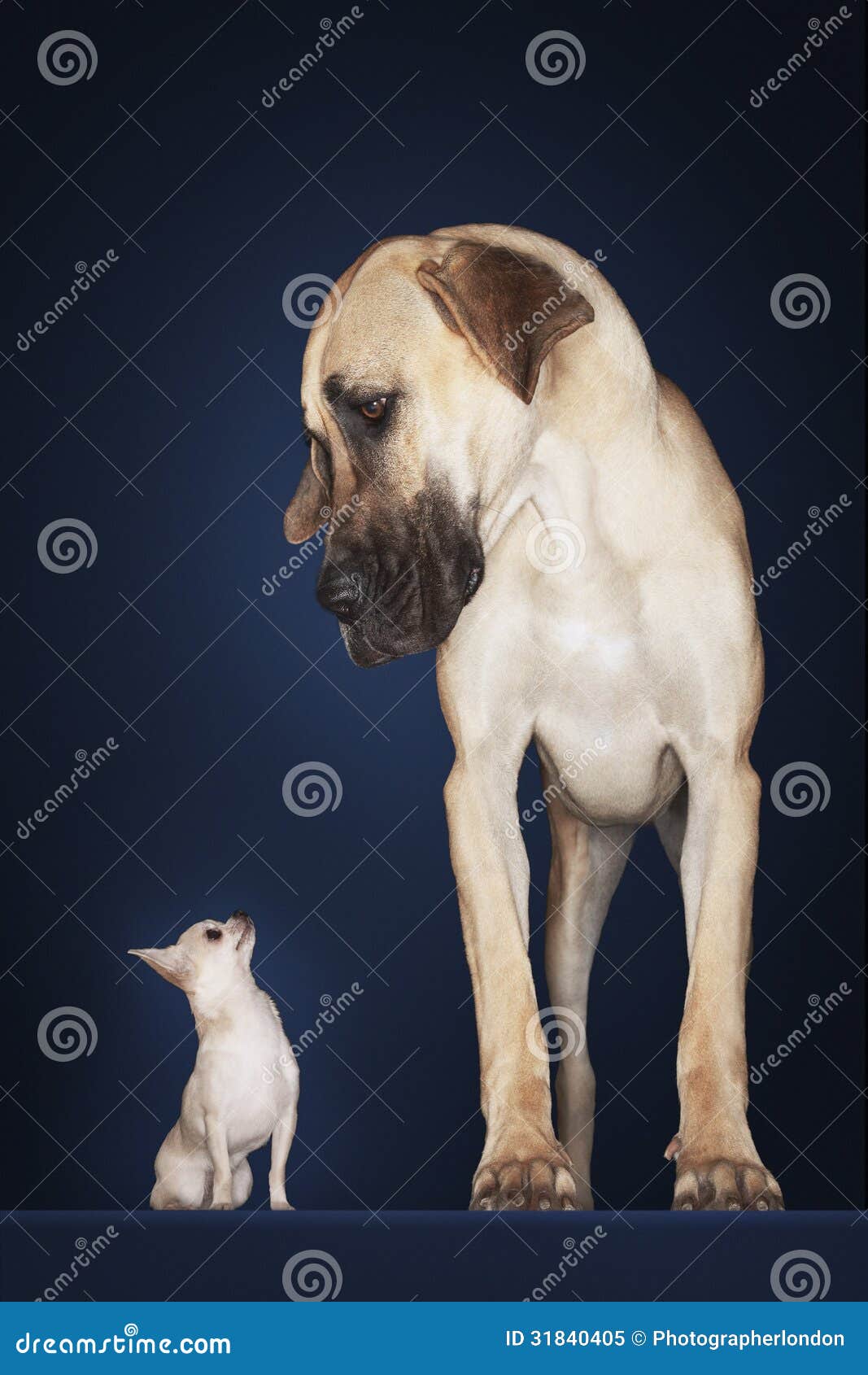 chihuahua with great dane standing alongside