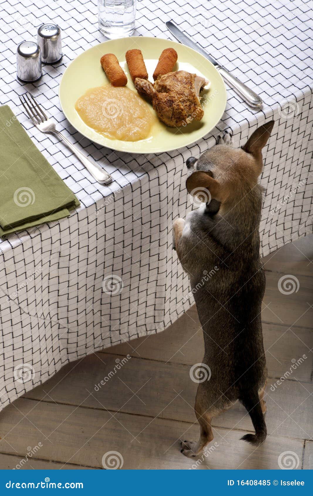 chihuahua on hind legs looking at leftover food