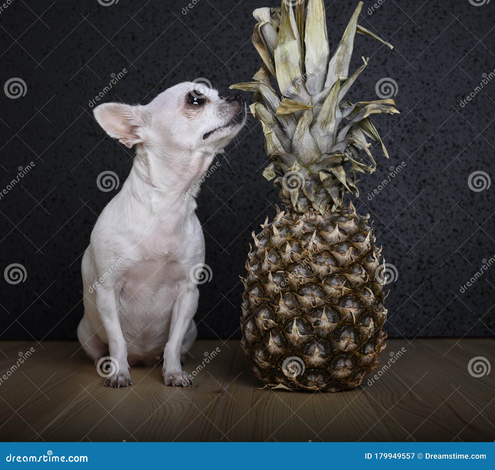 Chihuahua-hond Zit Op Een Houten Tafel En Reikt Uit Om De Ananas Te Snuiven in De Buurt Staat Afbeelding - Image of brutaal, markt: 179949557