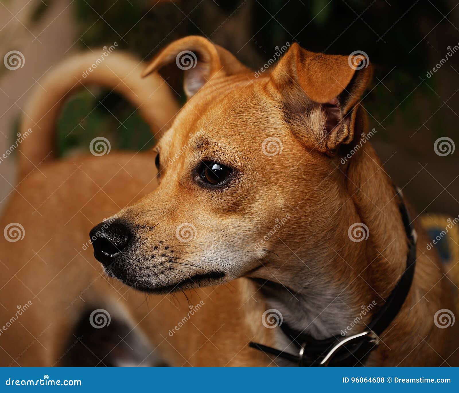 jack russel chiwawa mix