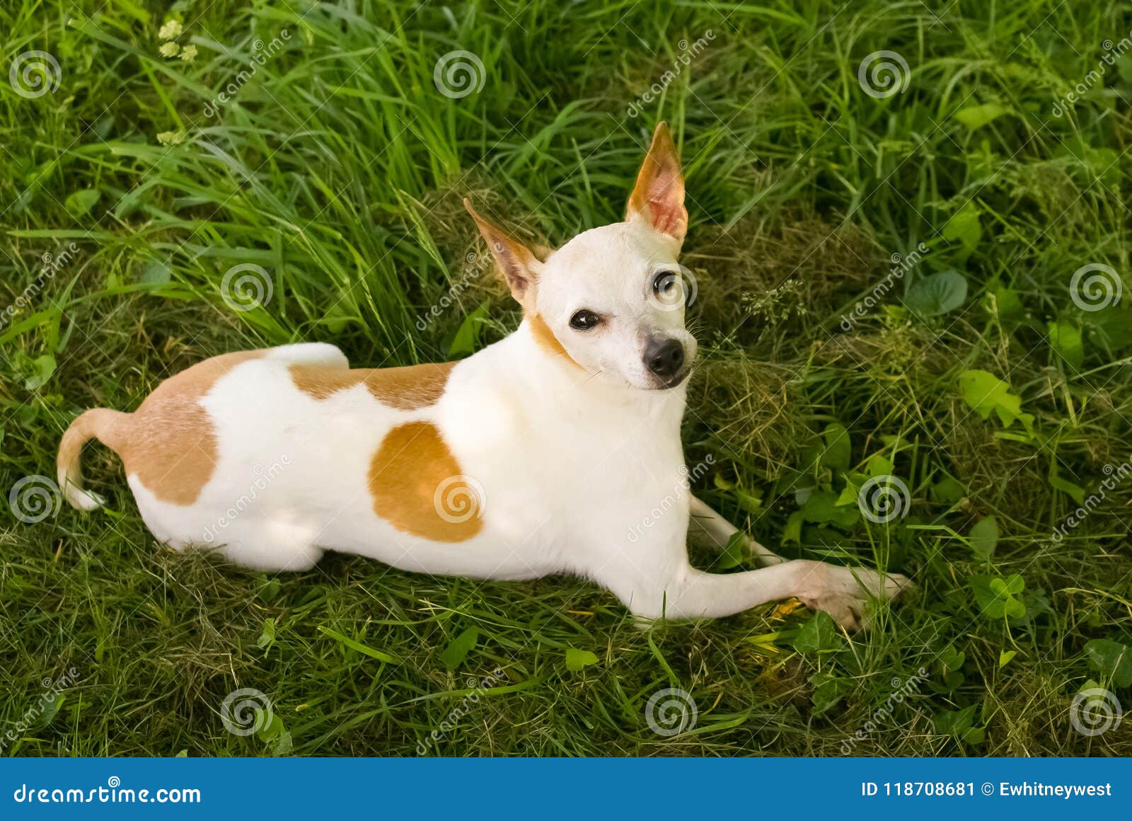 Cute Chihuahua Jack Russell Terrier Mix