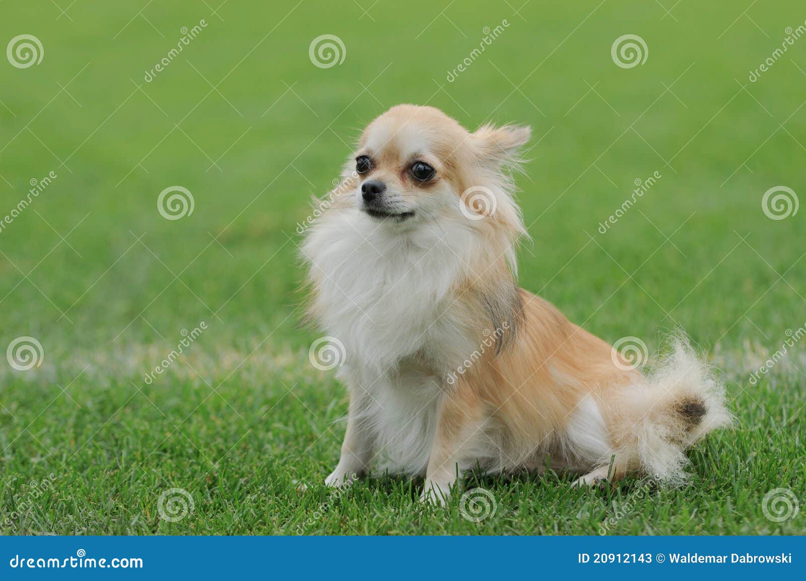 chihuahua longhaired dog portrait