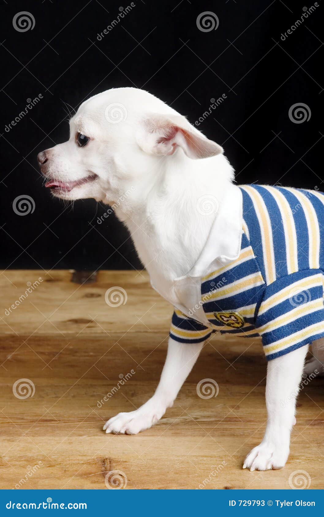 camisa para chihuahua