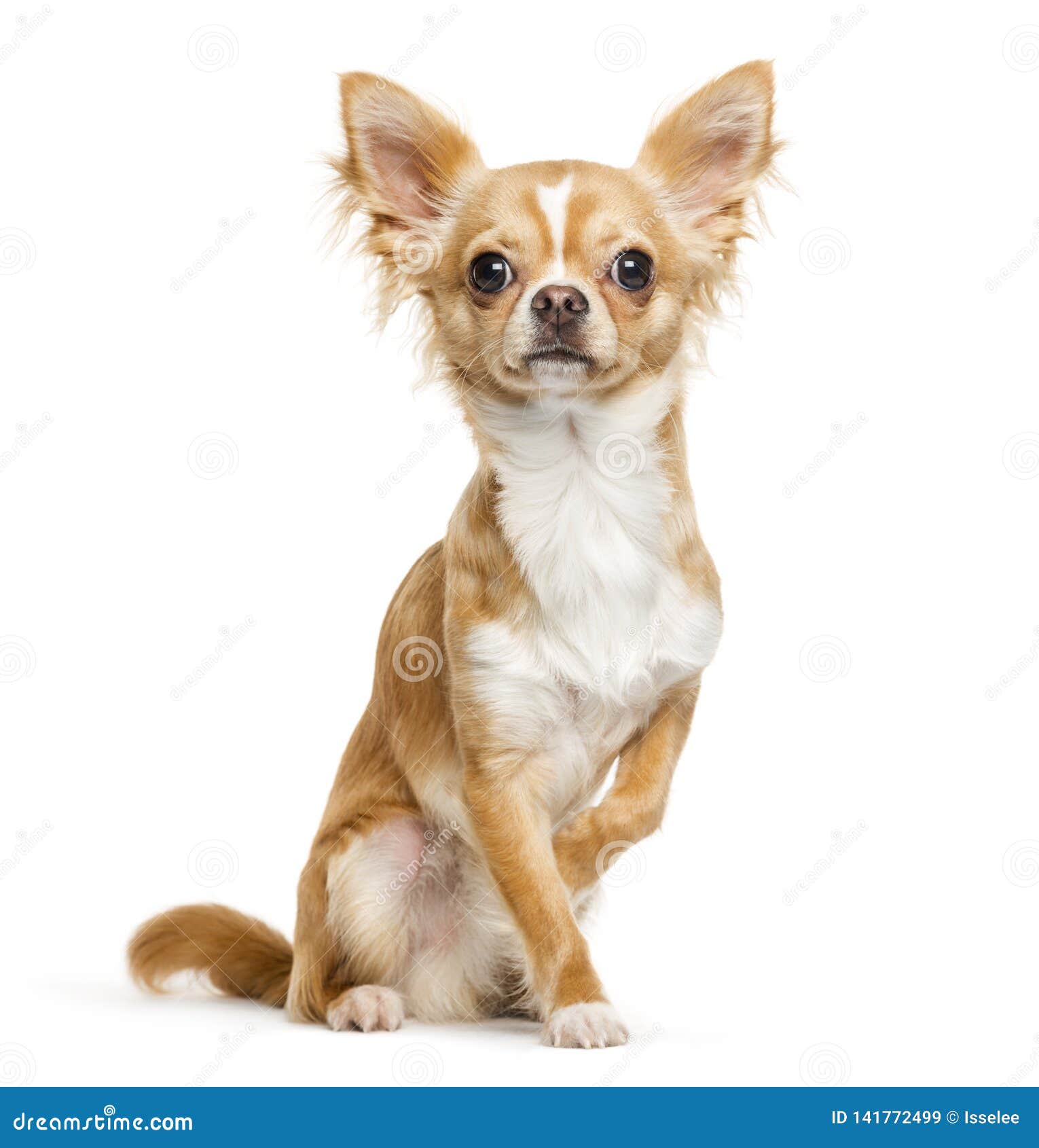 chihuahua, 9 months old, sitting in front of white background