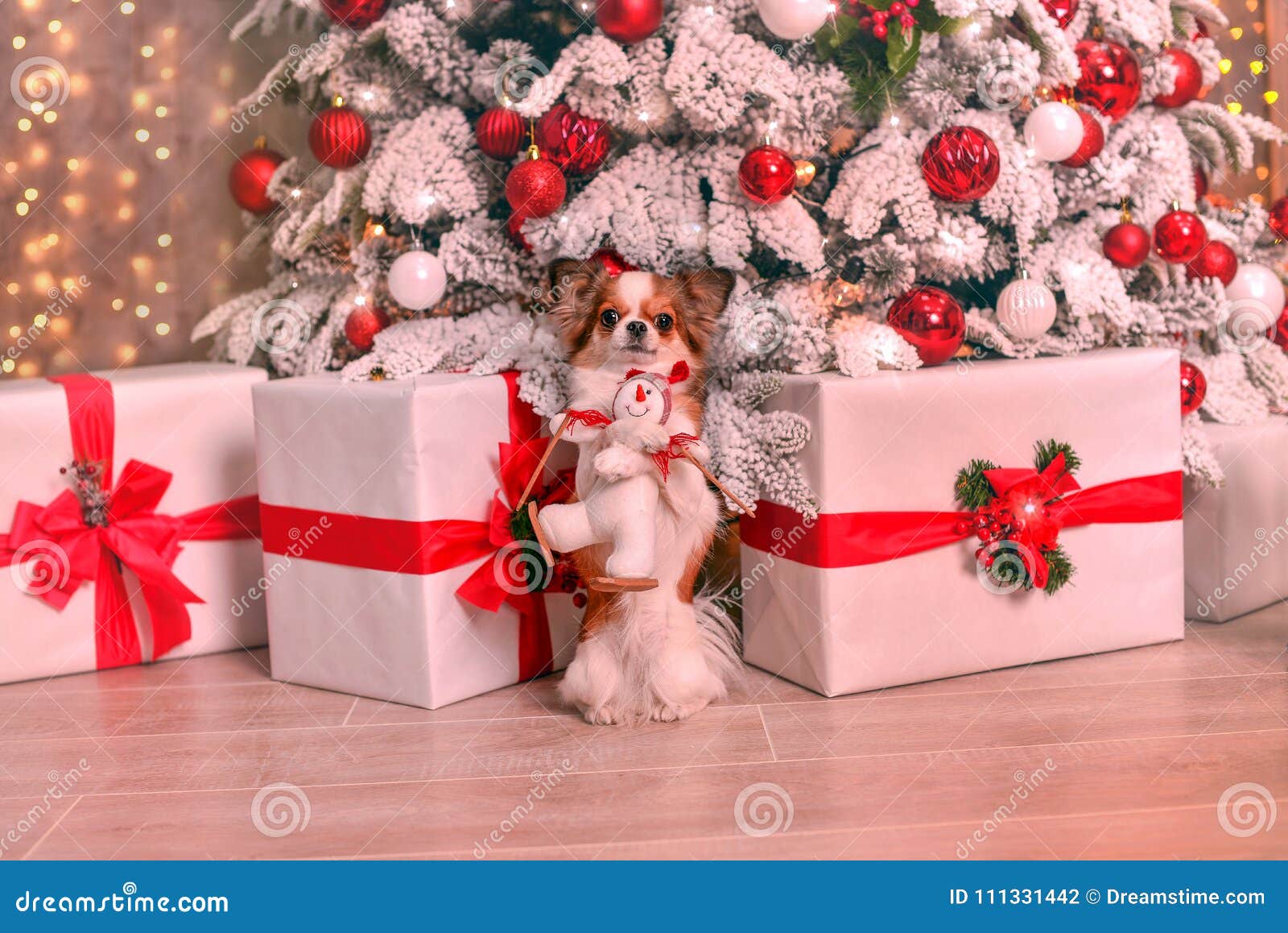 Chihuahua new year stock photo. Image of breed, happy