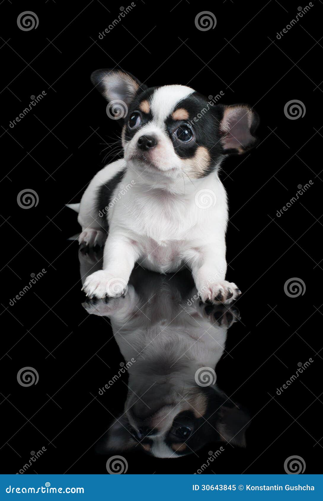 Pup the dream is over free download torrent full Pup the dream is over free download torrent full