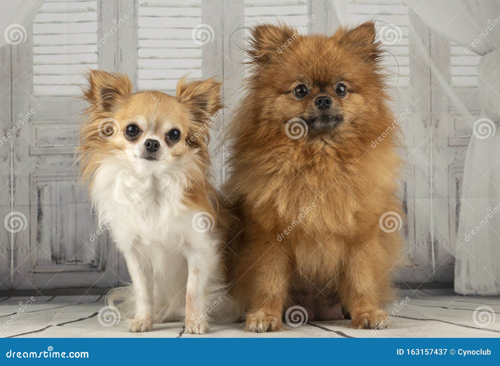 pomeranian race