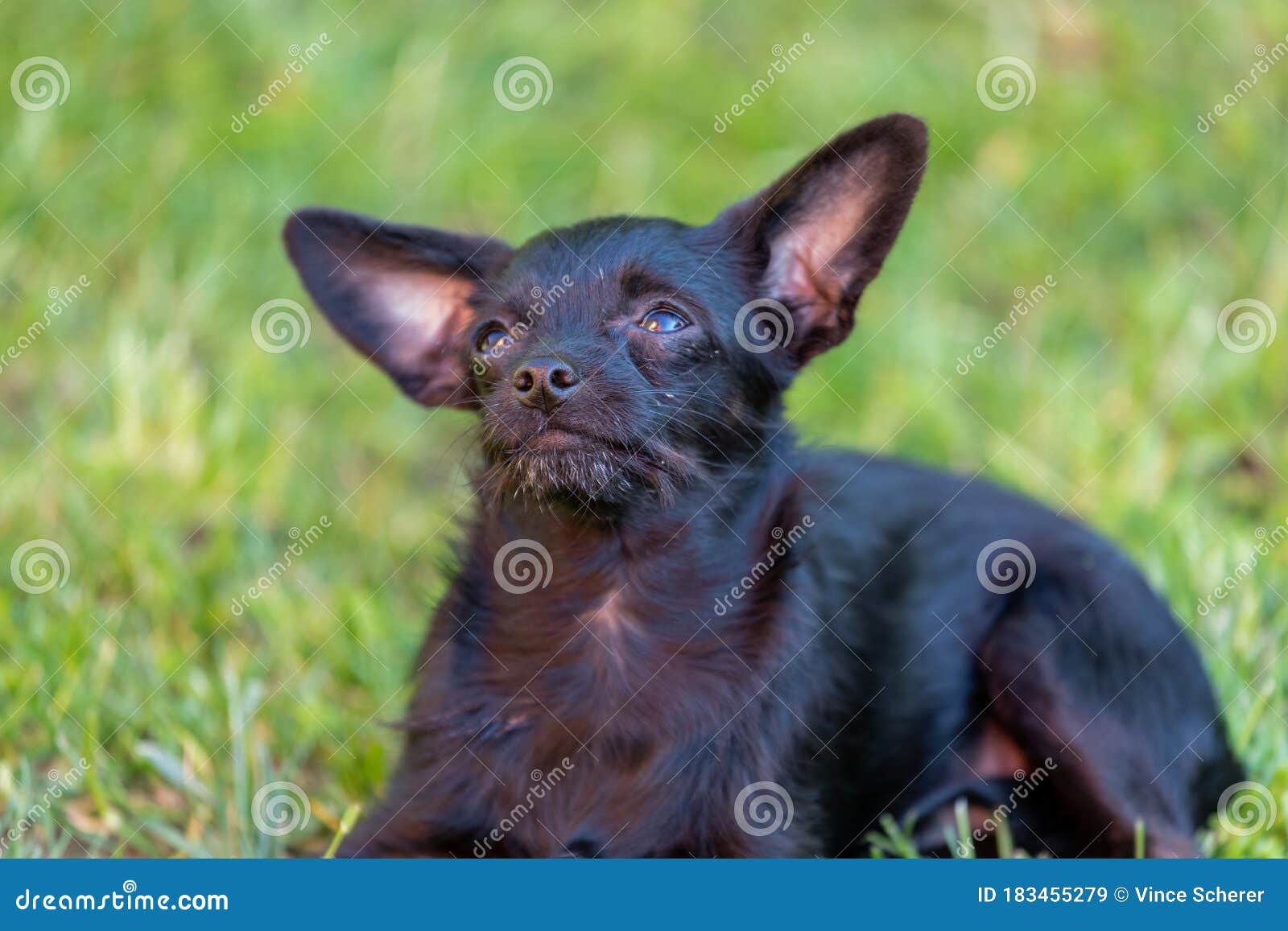 Chihuahua Poodle Mix Puppy On Natural Background Chipoo Stock Image Image Of Cute Face 183455279