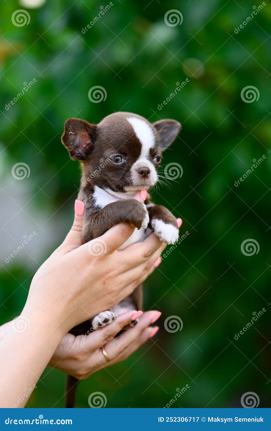 Chihuahua Puppy Brown-white in Female Hands on Natural Green Background Stock Image - Image of foster: 252306717