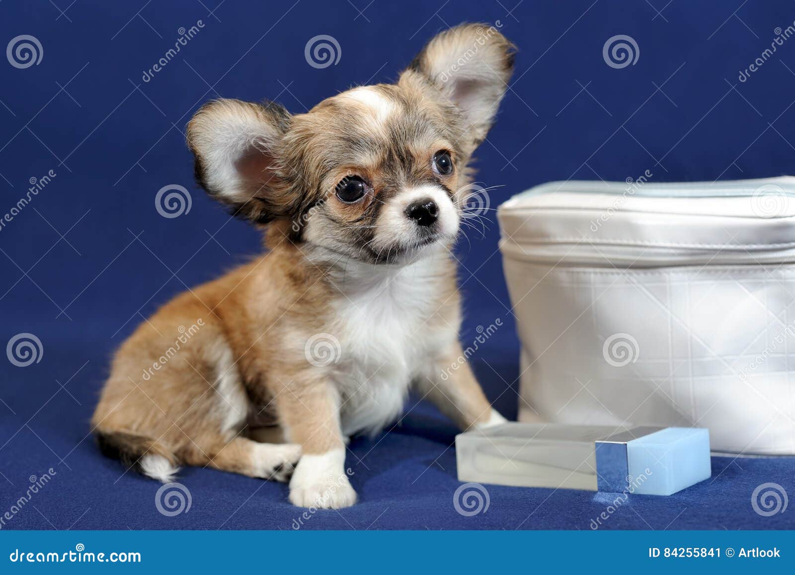 Chihuahua Puppy With Cosmetic Bag Stock Image Image Of Tainy Doggy 84255841
