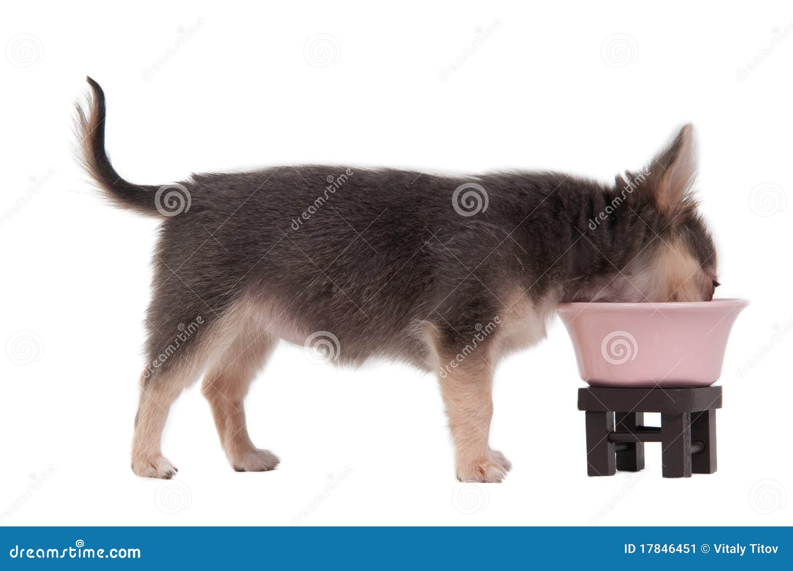 Chihuahua Puppy Drinking Isolated on White Stock Image Image of