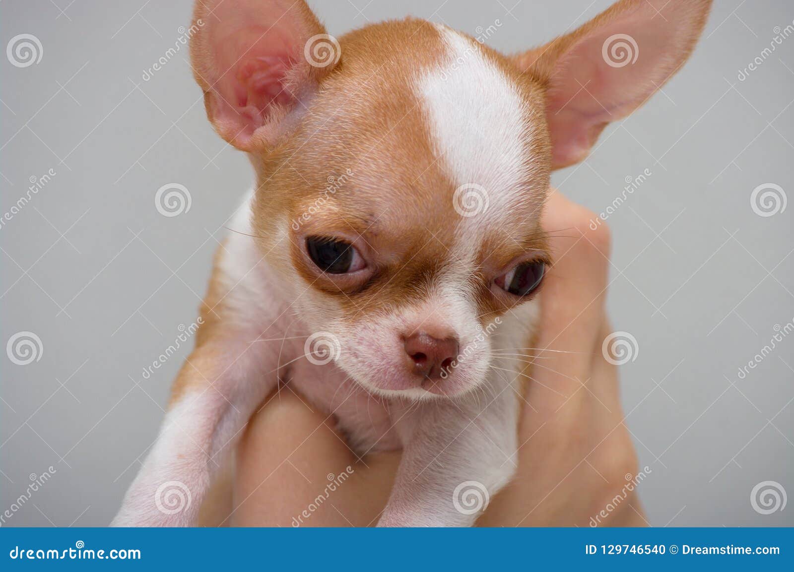 Mini chihuahua on sale puppy