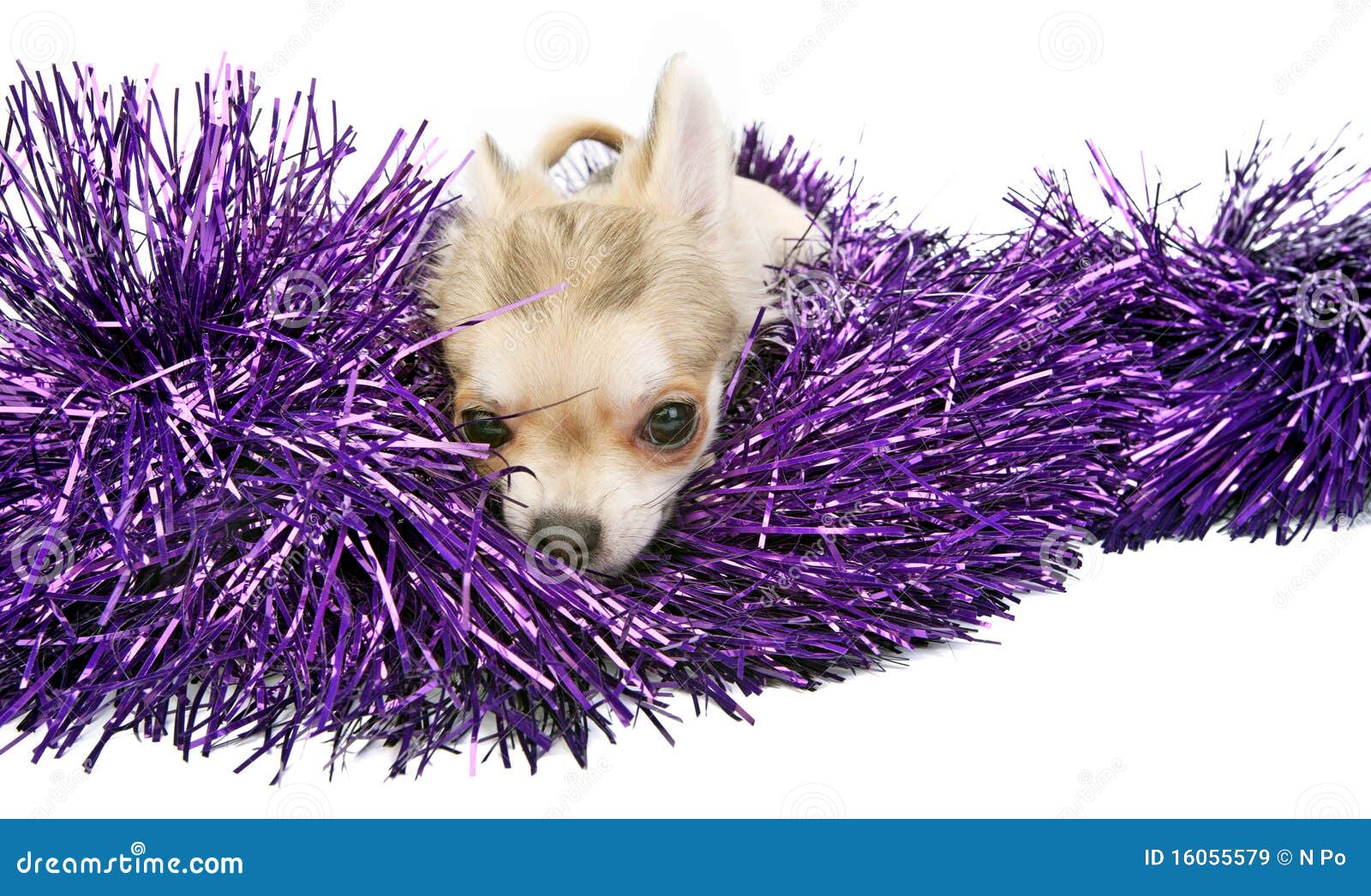 Chihuahua Puppy with Shiny Tinsel Stock Image Image of decoration