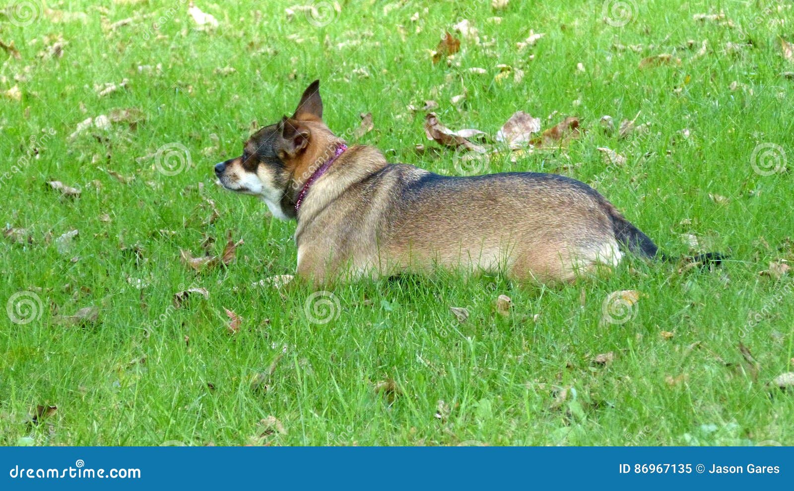 Chihuahua que coloca na grama. Esta chihuahua senta-se na grama verde alta em um dia do outono