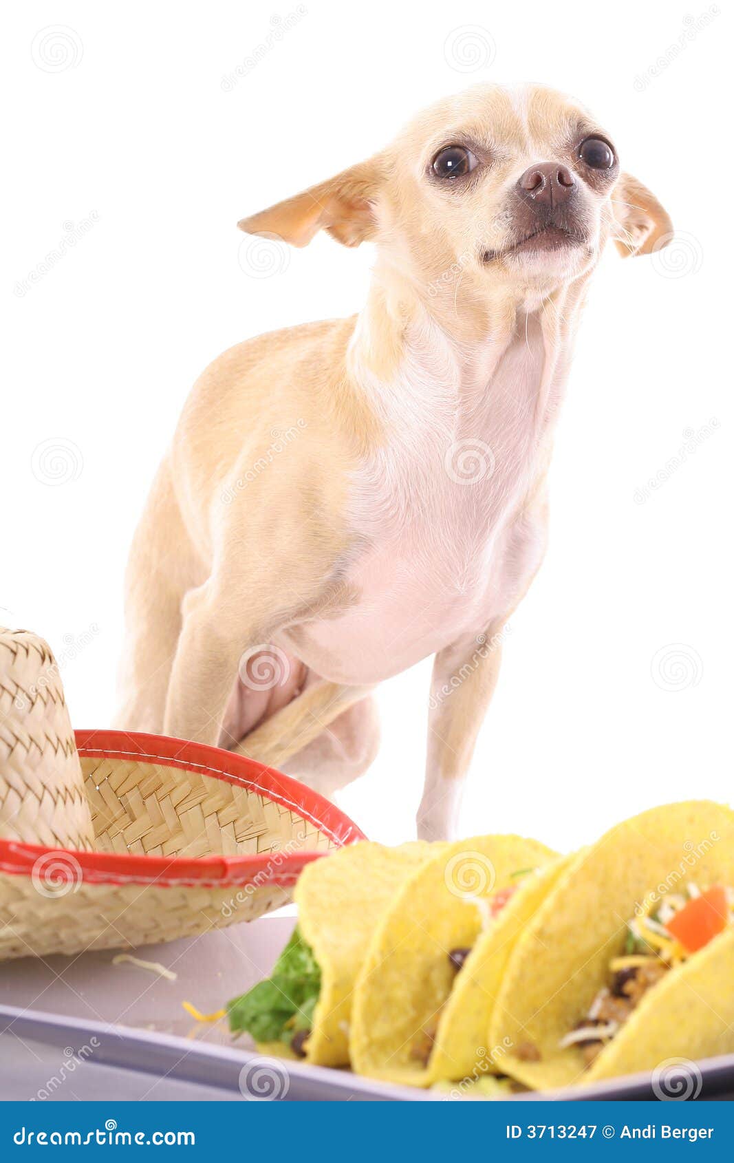 Chihuahua Que Presenta Con El Tacos Imagen de archivo Imagen de