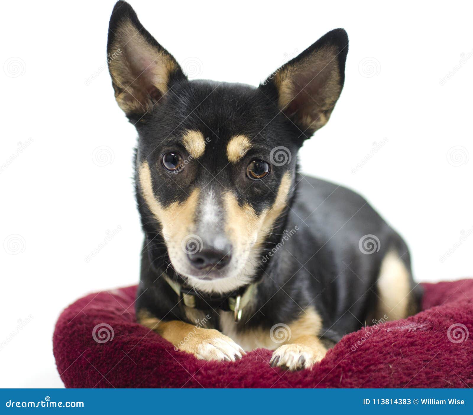 99+ Chihuahua Terrier Mix Black