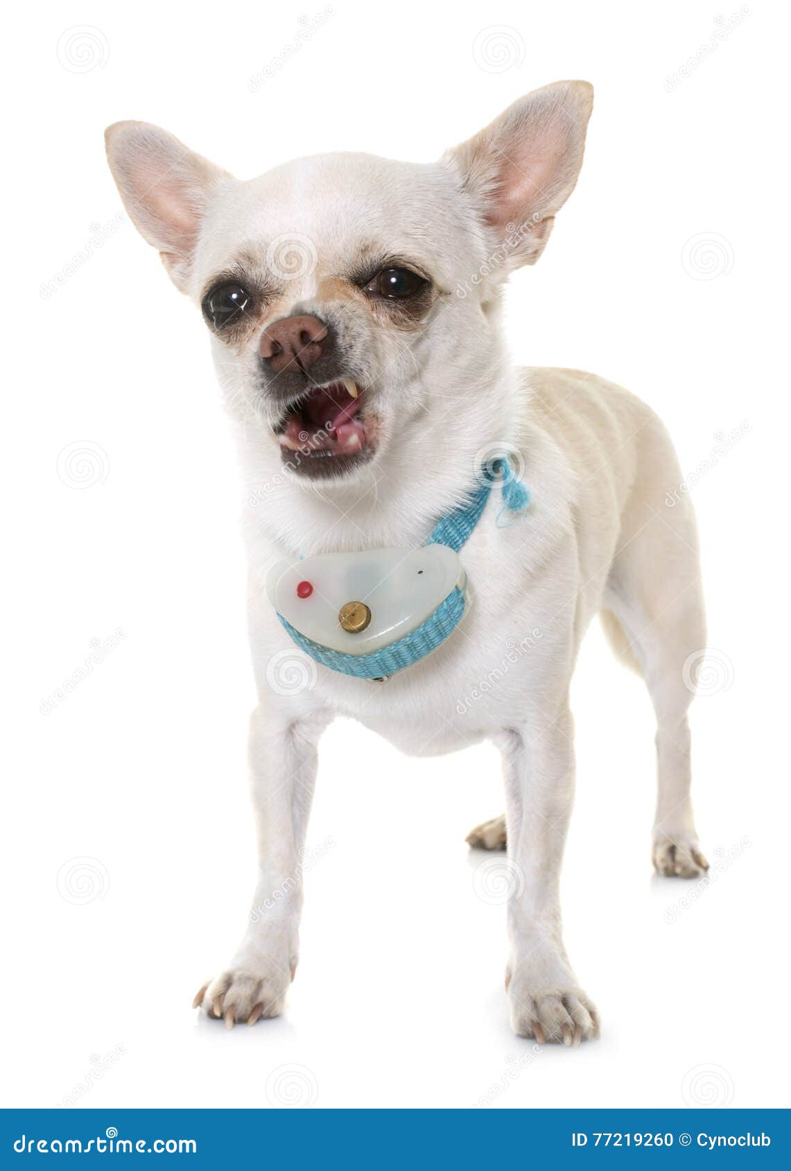 Chihuahua and shock collar stock photo. Image of equipment