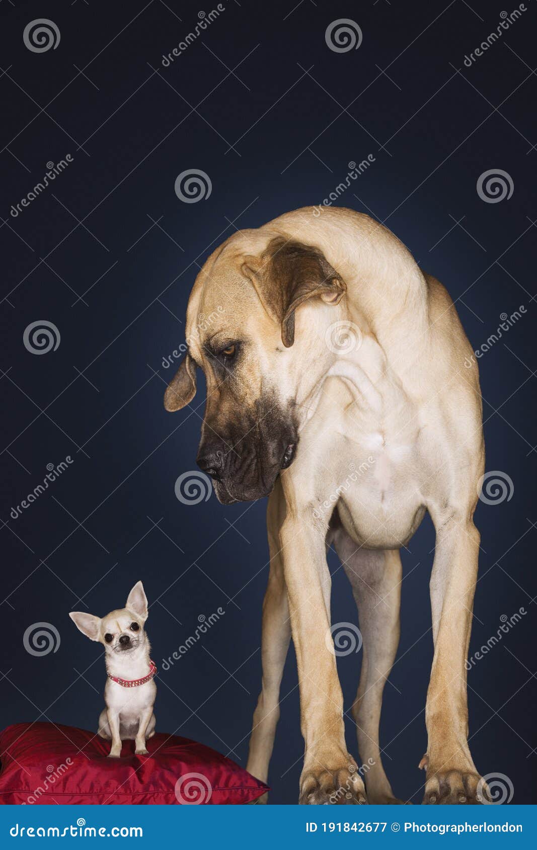 chihuahua sitting on red pillow great dane standing alongside front view