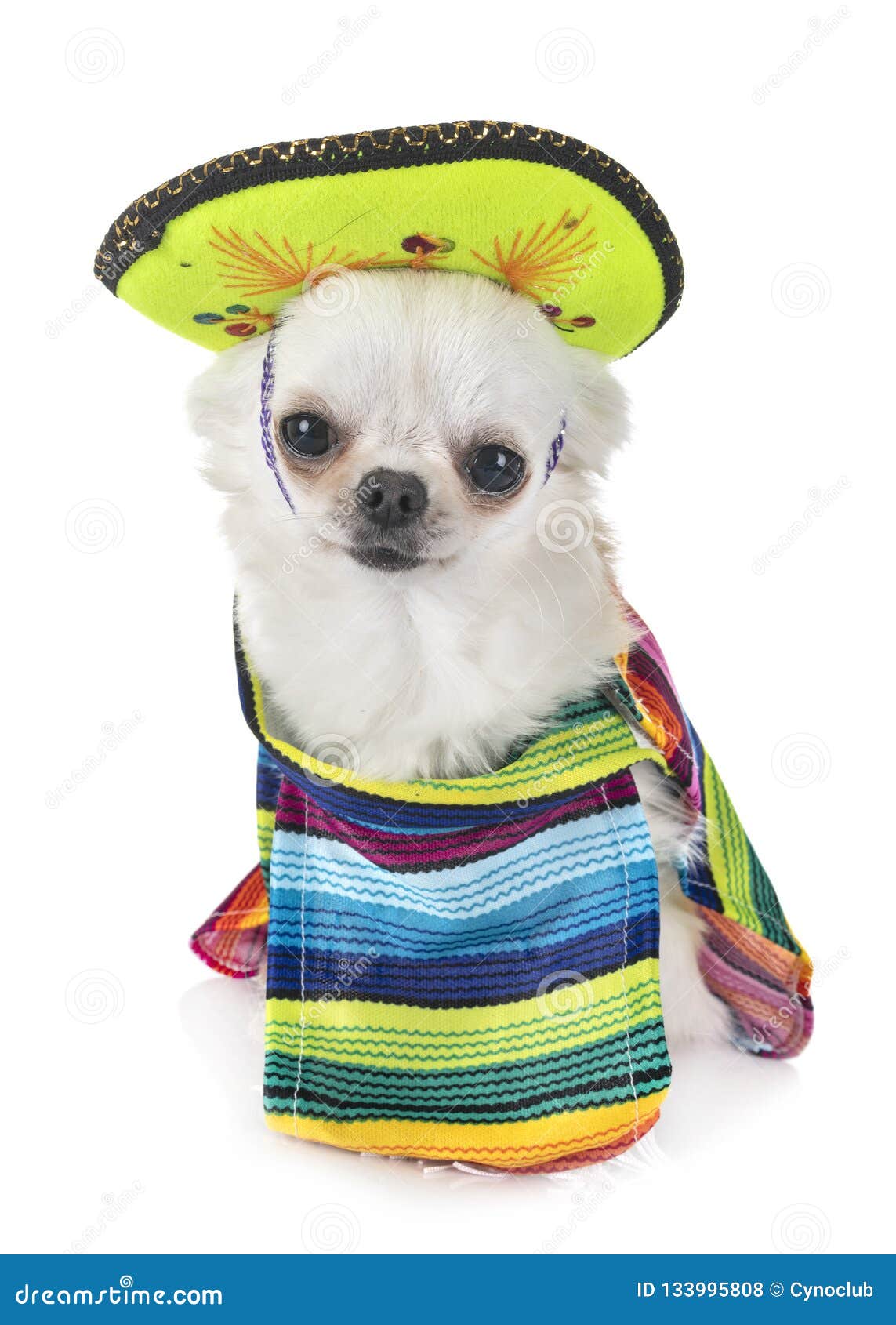 chihuahua in sombrero