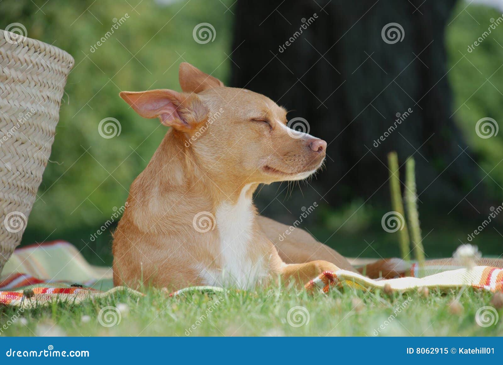 Chihuahua in the Sun Profile Stock Image Image of ears, pink 8062915