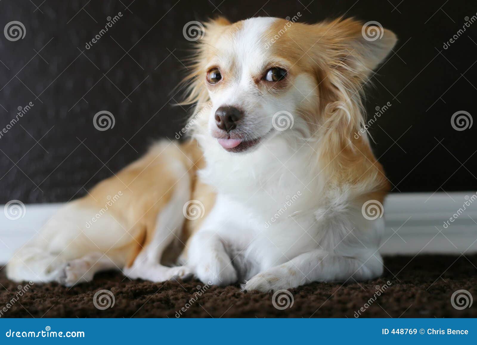 Chihuahua Tongue stock image. Image of soft, hair, posh 448769