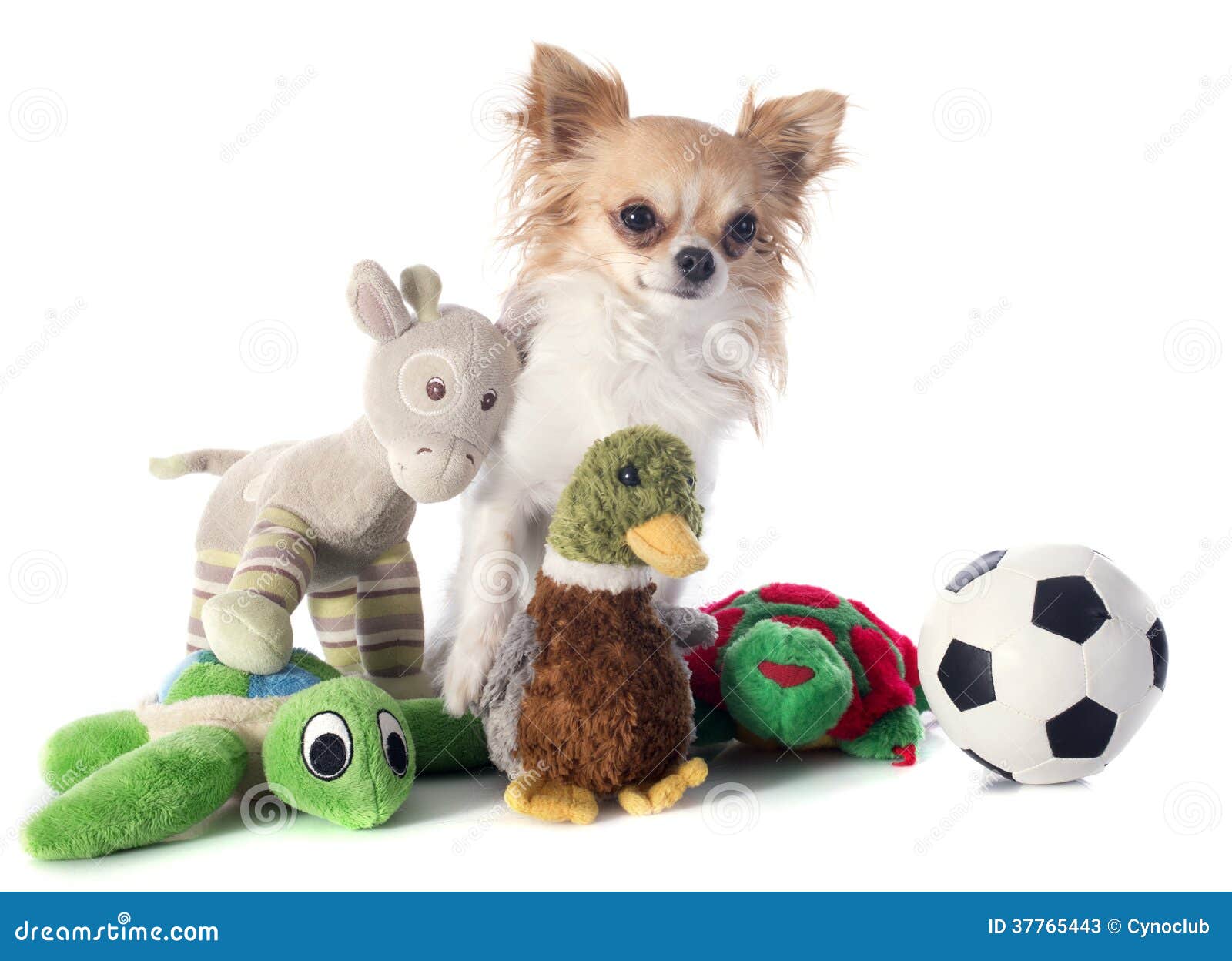 410 Chihuahua Toys Stock Photos - Free & Royalty-Free Stock Photos from  Dreamstime