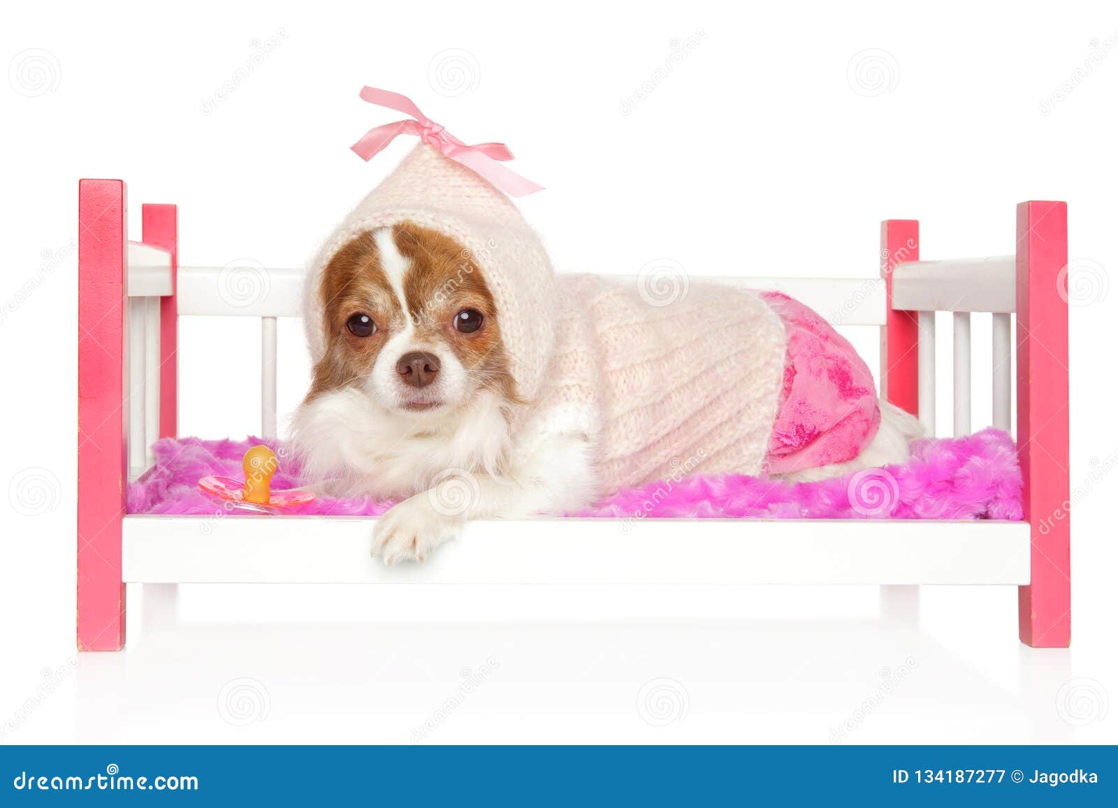 Chihuahua Triste En La Ropa Del Perro Que Miente En Una Cama Del Juguete Del Bebé Imagen de archivo - Imagen de triste, bebé: 134187277