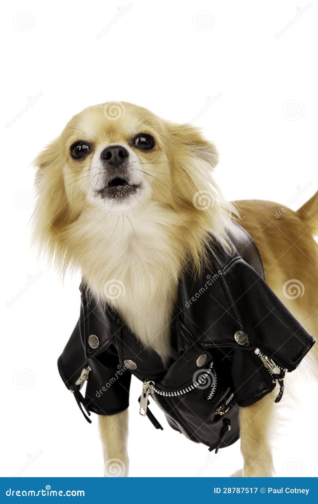 https://thumbs.dreamstime.com/z/chihuahua-wearing-black-leather-jacket-28787517.jpg