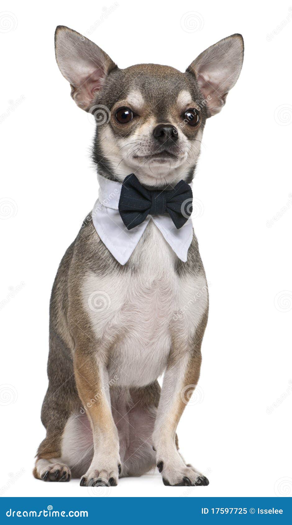 chihuahua wearing bowtie, 3 years old, sitting