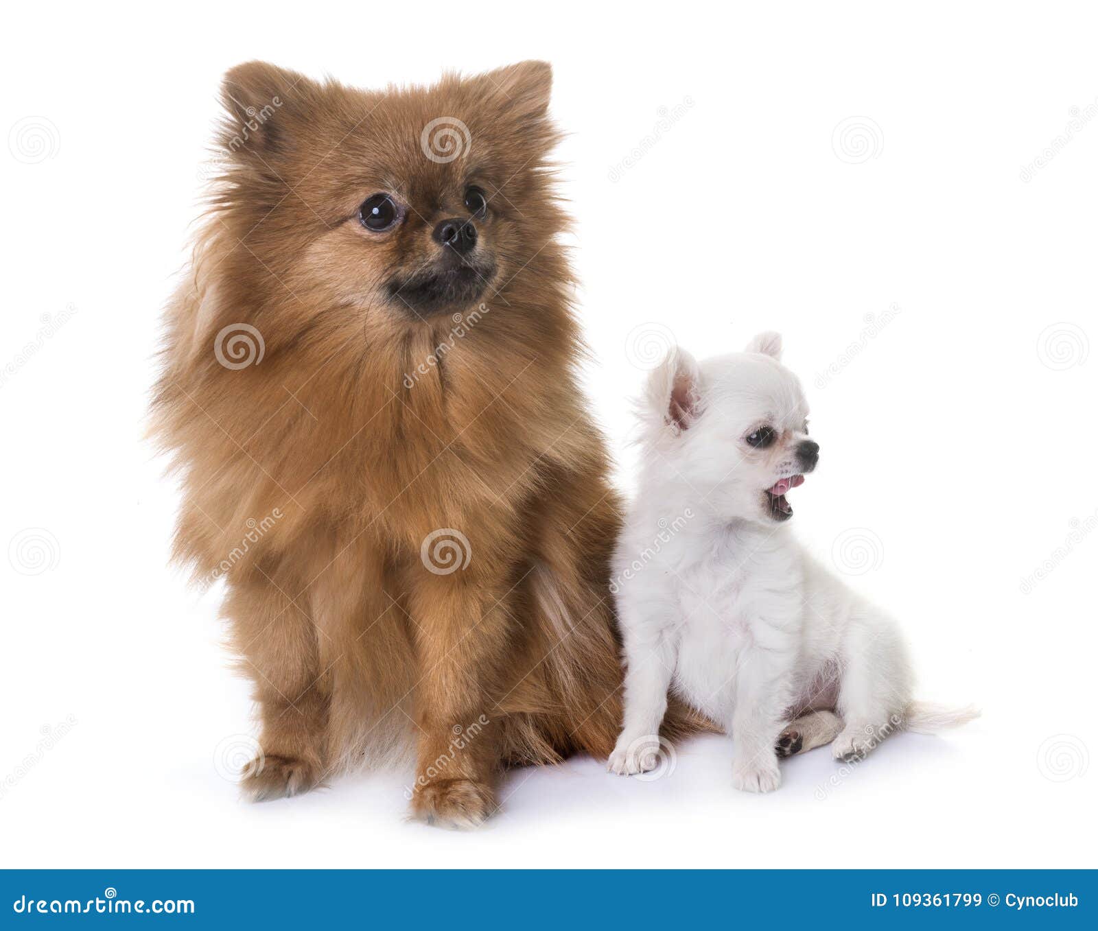 Conoce tu raza...El pomerania - Club Mascodín, image size:1600x1357