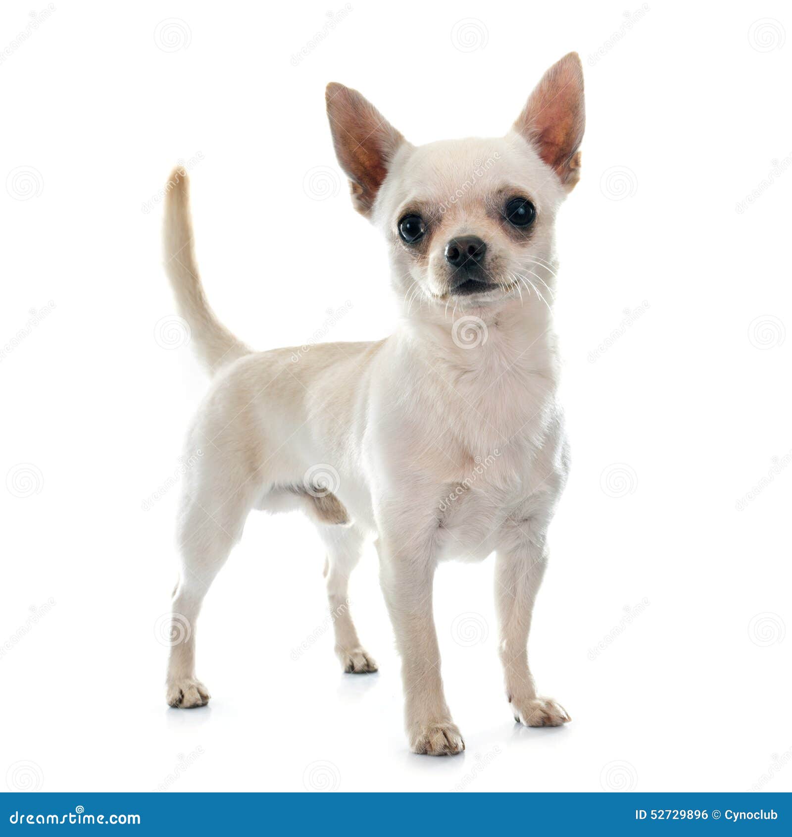 Chihuahua stock photo. Image of short, background, studio - 52729896