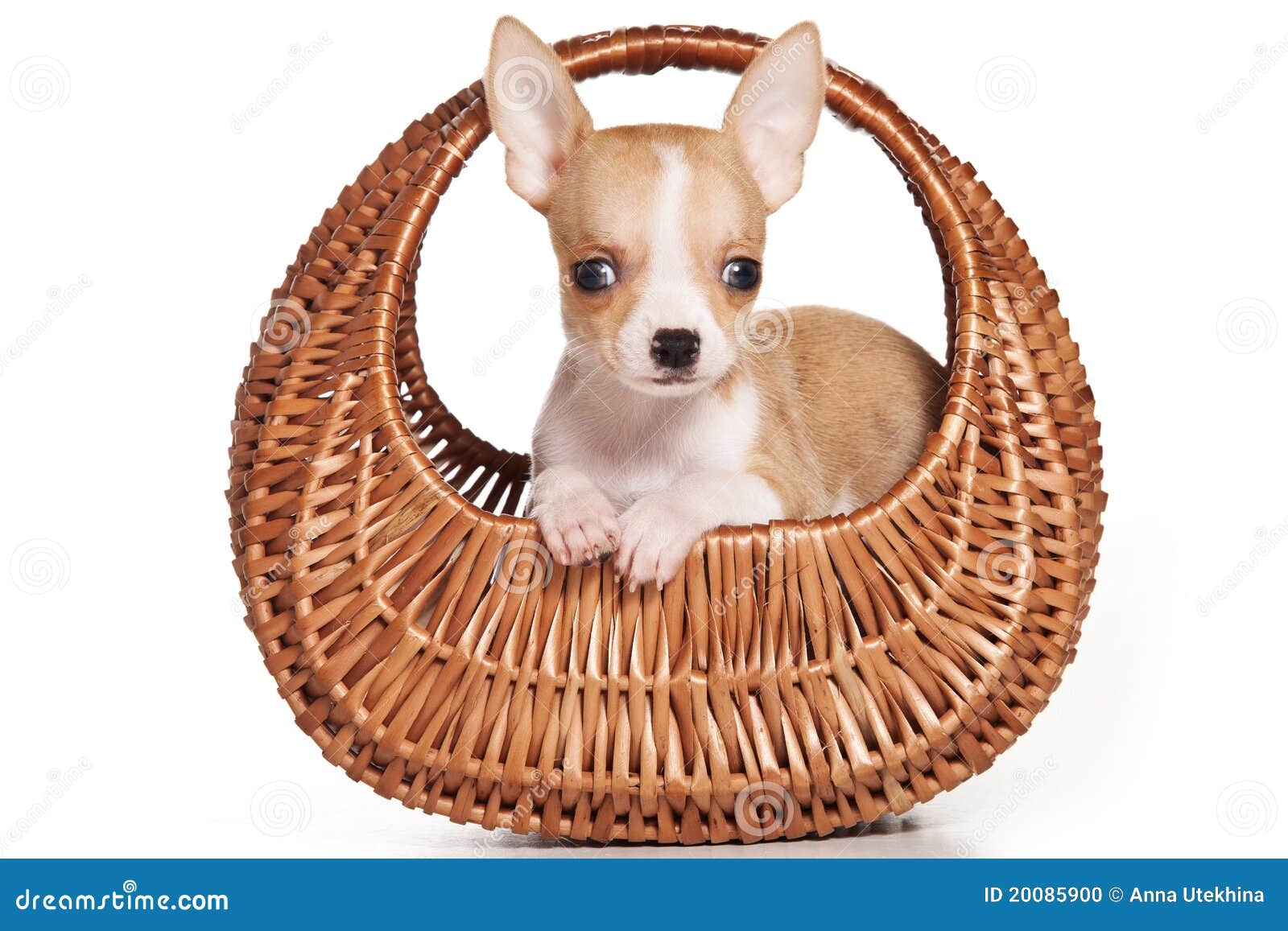 Chihuahuahund arkivfoto. Bild av kamera, brahms, breckenridge 20085900
