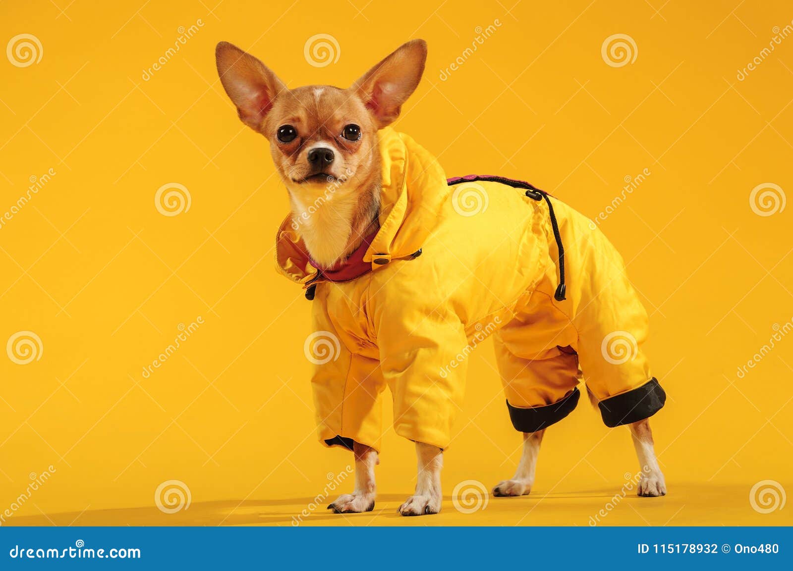 chihuahua dog holding leather bag isolated on yellow studio background,  made with generative ai Stock Illustration