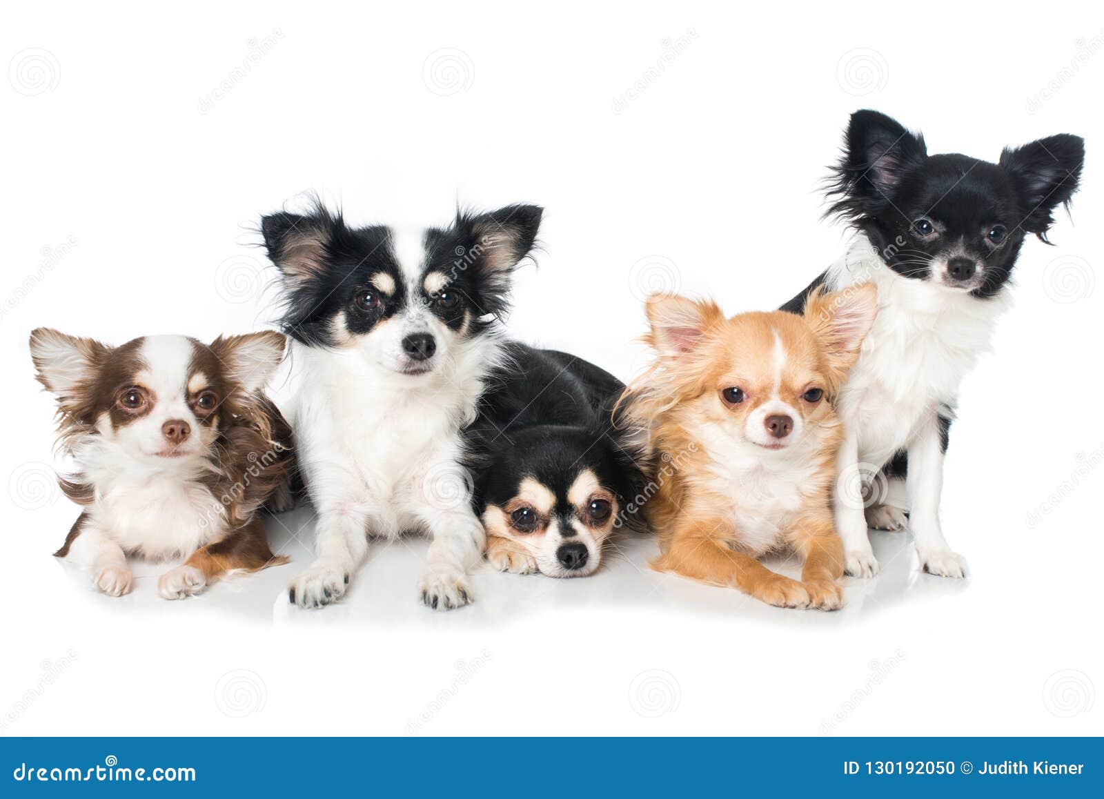 chihuahua family