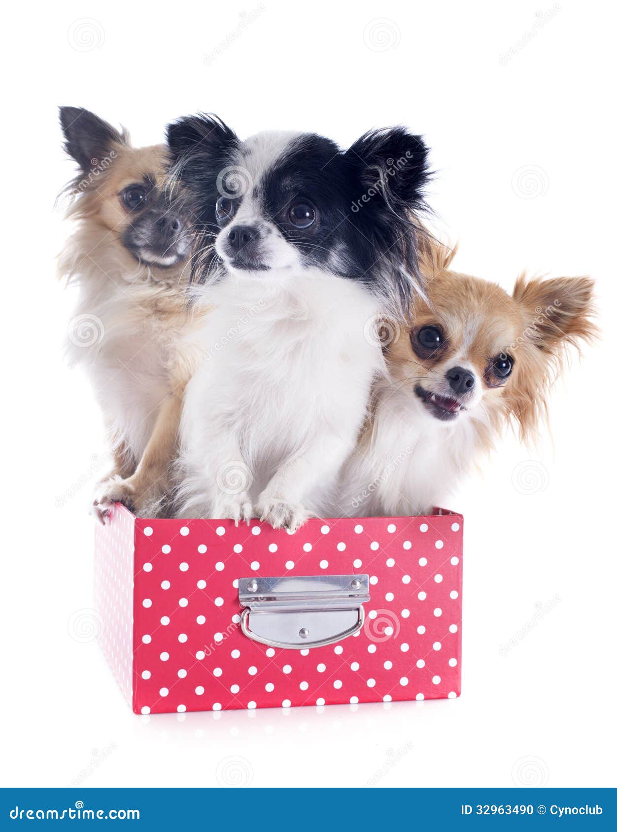 Chihuahuas in a box stock photo. Image of background 32963490